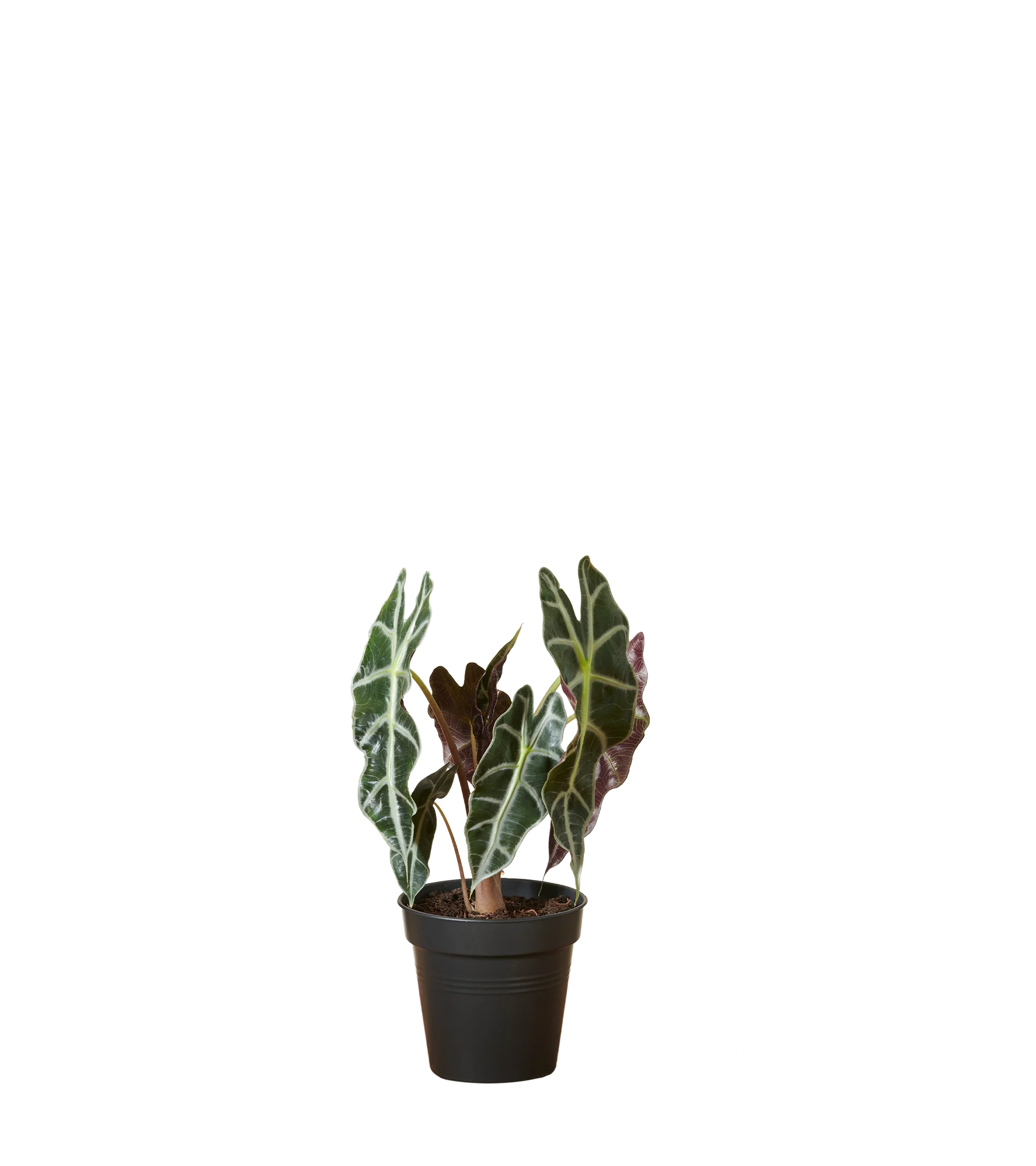 Produktbild 2